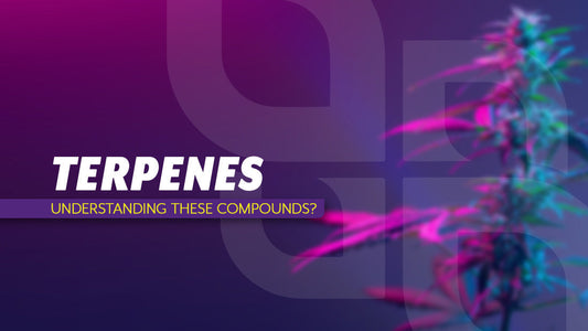 Terpenes - What are they?