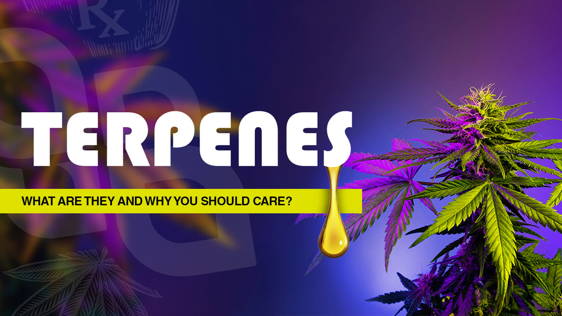What are terpenes and how do affect cannabis?